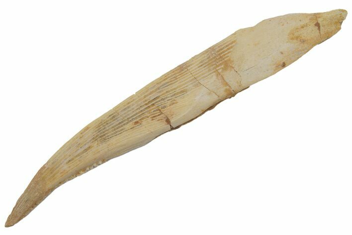 Fossil Shark (Hybodus) Dorsal Spine - Kem Kem Beds, Morocco #219998